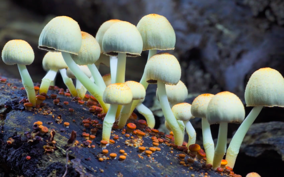 Fantastic Fungi… the Magic Beneath Us