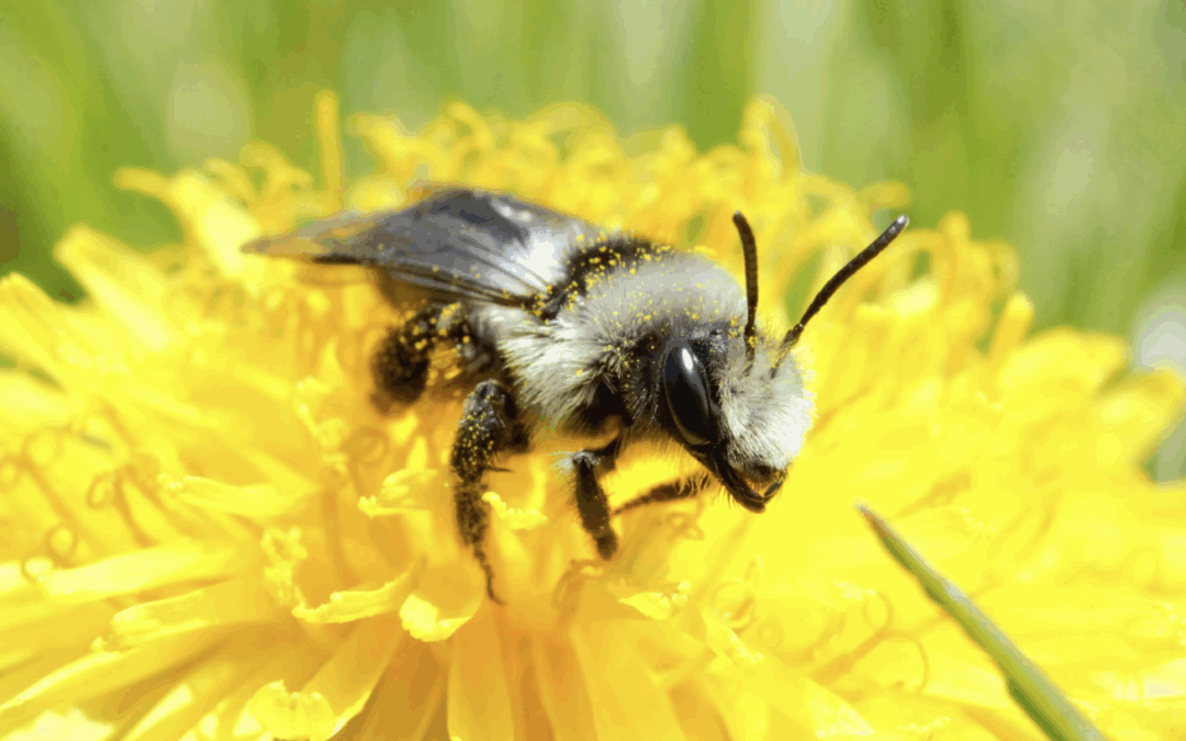 Bee:Wild